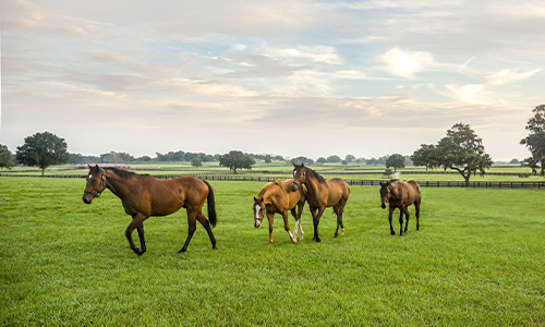 horses in a field in Ocala, Florida